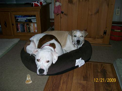 dogs 